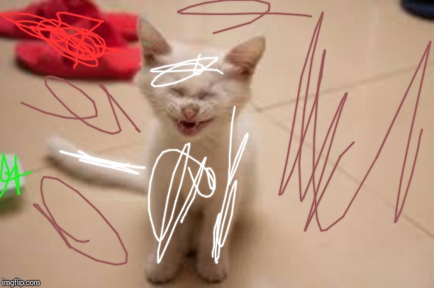 LMFAO CAT | image tagged in lmfao cat | made w/ Imgflip meme maker