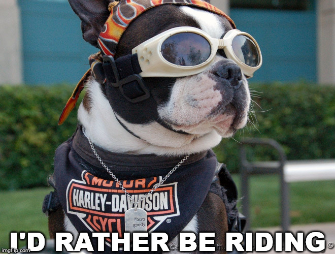 Riding a hog | I'D RATHER BE RIDING | image tagged in biker dog | made w/ Imgflip meme maker