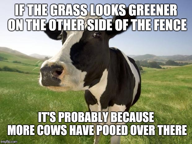 The grass grows better when fertilizer is present... | IF THE GRASS LOOKS GREENER ON THE OTHER SIDE OF THE FENCE; IT'S PROBABLY BECAUSE MORE COWS HAVE POOED OVER THERE | image tagged in cow,fertilizer,greener grass,be thankful for what you have,funny | made w/ Imgflip meme maker