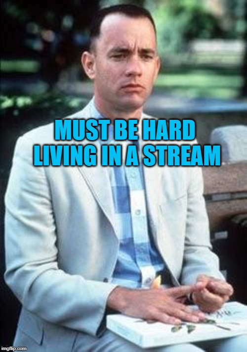 Forest gump | MUST BE HARD LIVING IN A STREAM | image tagged in forest gump | made w/ Imgflip meme maker