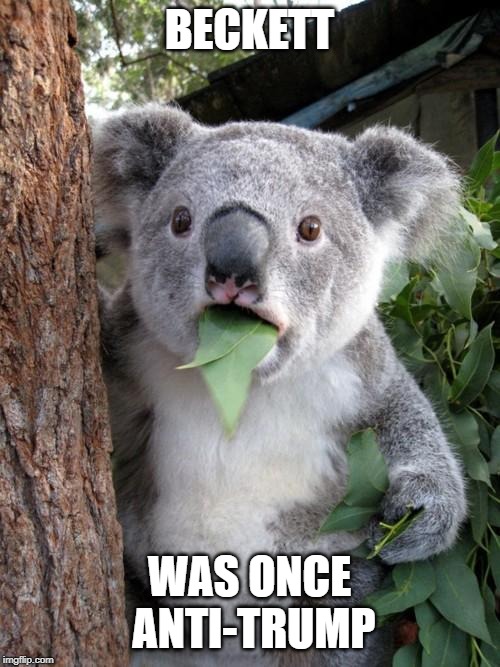 Surprised Koala Meme | BECKETT WAS ONCE ANTI-TRUMP | image tagged in memes,surprised koala | made w/ Imgflip meme maker