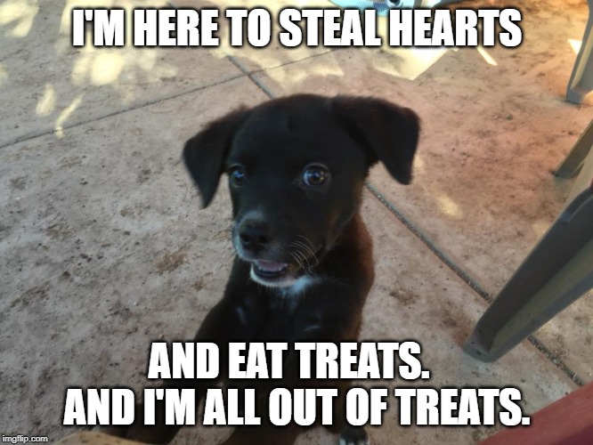good boy | I'M HERE TO STEAL HEARTS; AND EAT TREATS.   AND I'M ALL OUT OF TREATS. | image tagged in puppy | made w/ Imgflip meme maker