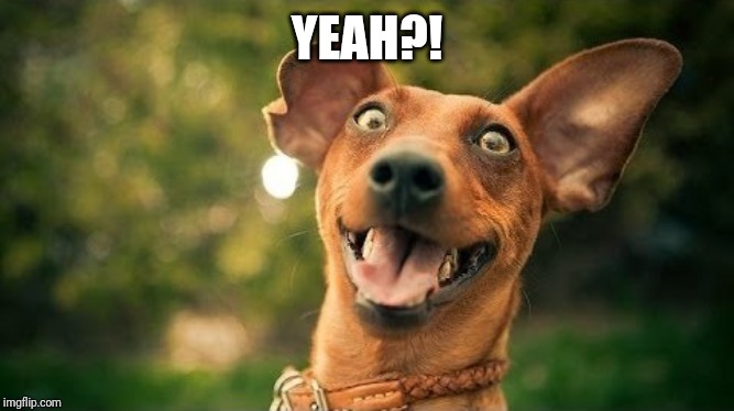 excited dog are you here yet | YEAH?! | image tagged in excited dog are you here yet | made w/ Imgflip meme maker