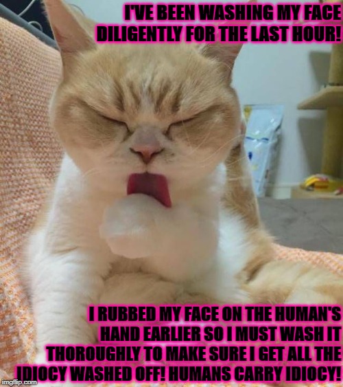 I'VE BEEN WASHING MY FACE DILIGENTLY FOR THE LAST HOUR! I RUBBED MY FACE ON THE HUMAN'S HAND EARLIER SO I MUST WASH IT THOROUGHLY TO MAKE SURE I GET ALL THE IDIOCY WASHED OFF! HUMANS CARRY IDIOCY! | image tagged in dumb human | made w/ Imgflip meme maker