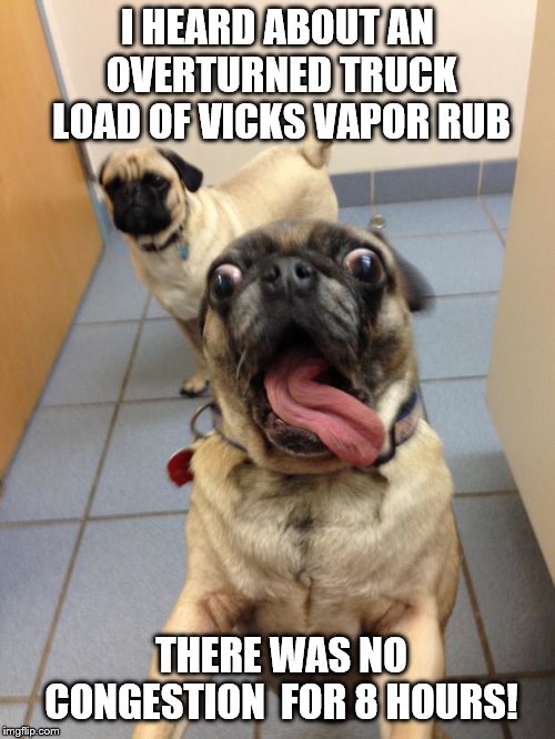 pug love | I HEARD ABOUT AN OVERTURNED TRUCK LOAD OF VICKS VAPOR RUB; THERE WAS NO CONGESTION  FOR 8 HOURS! | image tagged in pug love | made w/ Imgflip meme maker