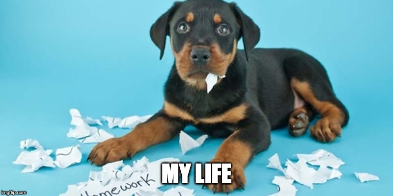  MY LIFE | image tagged in dog memes,awesome,homework,excuse,dog | made w/ Imgflip meme maker