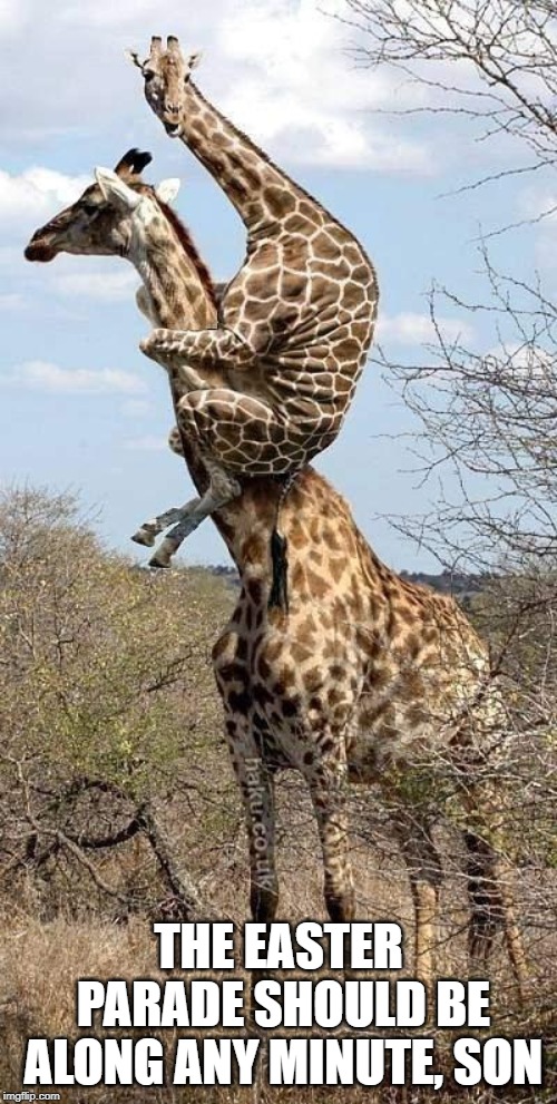 Best Seat In The House | THE EASTER PARADE SHOULD BE ALONG ANY MINUTE, SON | image tagged in funny giraffe,easter,giraffes,ilove a parade,funny memes | made w/ Imgflip meme maker
