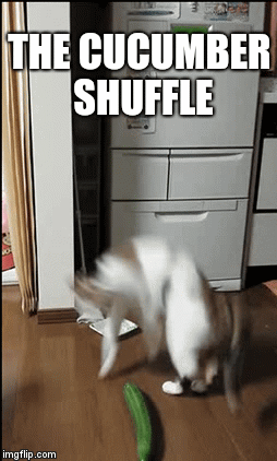 THE CUCUMBER SHUFFLE | image tagged in gifs | made w/ Imgflip video-to-gif maker