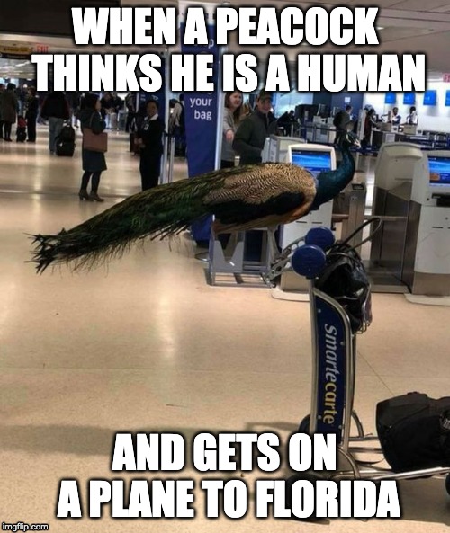 Peacock tries to get on an airplane | WHEN A PEACOCK THINKS HE IS A HUMAN; AND GETS ON A PLANE TO FLORIDA | image tagged in united airlines,peacock,airplane | made w/ Imgflip meme maker