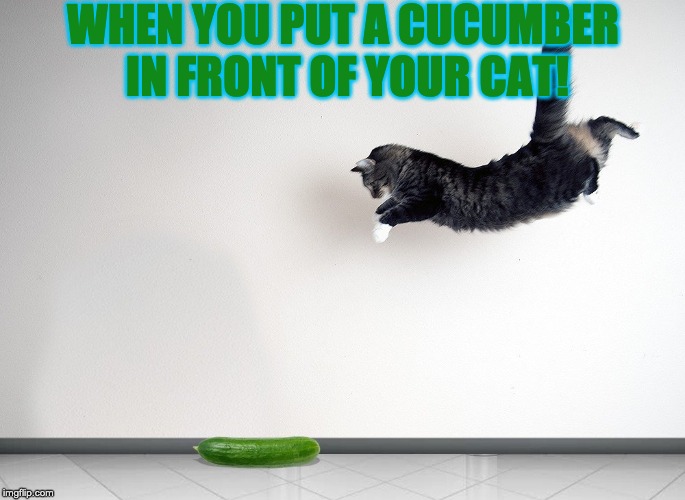 Cucumber cat | WHEN YOU PUT A CUCUMBER IN FRONT OF YOUR CAT! | image tagged in cucumber,cats,scared cat | made w/ Imgflip meme maker