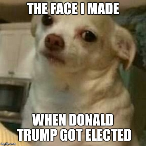 Disappointed Doggo | THE FACE I MADE; WHEN DONALD TRUMP GOT ELECTED | image tagged in disappointed doggo | made w/ Imgflip meme maker