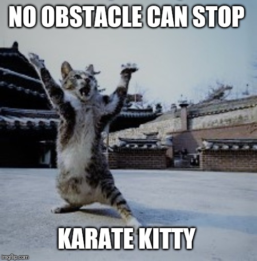 Ninja Cat | NO OBSTACLE CAN STOP KARATE KITTY | image tagged in ninja cat | made w/ Imgflip meme maker