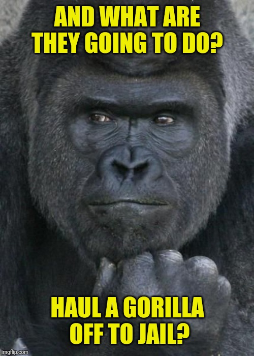 Handsome Gorilla | AND WHAT ARE THEY GOING TO DO? HAUL A GORILLA OFF TO JAIL? | image tagged in handsome gorilla | made w/ Imgflip meme maker