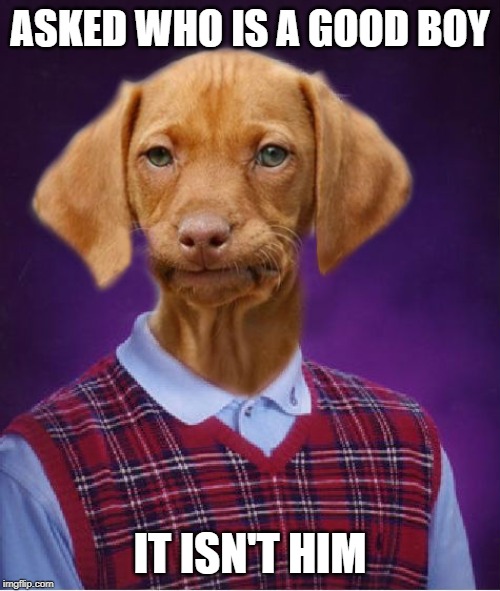 Poor doggie | ASKED WHO IS A GOOD BOY; IT ISN'T HIM | image tagged in bad luck raydog,bad luck brian,dog | made w/ Imgflip meme maker