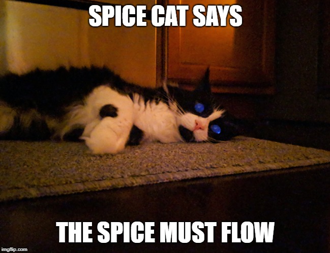 Spice Cat | SPICE CAT SAYS; THE SPICE MUST FLOW | image tagged in spice cat | made w/ Imgflip meme maker