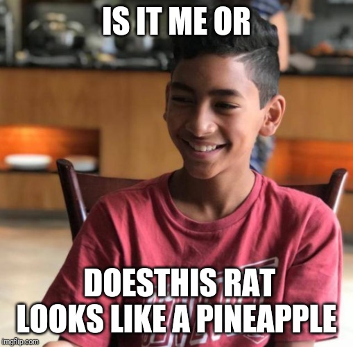 IS IT ME OR; DOESTHIS RAT LOOKS LIKE A PINEAPPLE | image tagged in pineapple hair boy | made w/ Imgflip meme maker