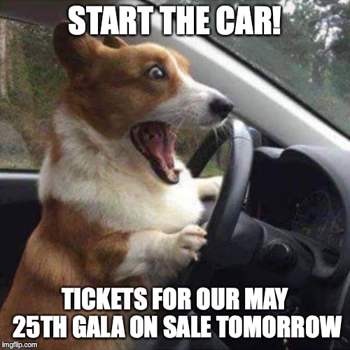 Excited Dog | START THE CAR! TICKETS FOR OUR MAY 25TH GALA ON SALE TOMORROW | image tagged in excited dog | made w/ Imgflip meme maker