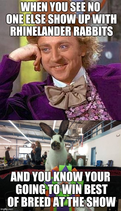 WHEN YOU SEE NO ONE ELSE SHOW UP WITH RHINELANDER RABBITS; AND YOU KNOW YOUR GOING TO WIN BEST OF BREED AT THE SHOW | image tagged in memes,creepy condescending wonka | made w/ Imgflip meme maker