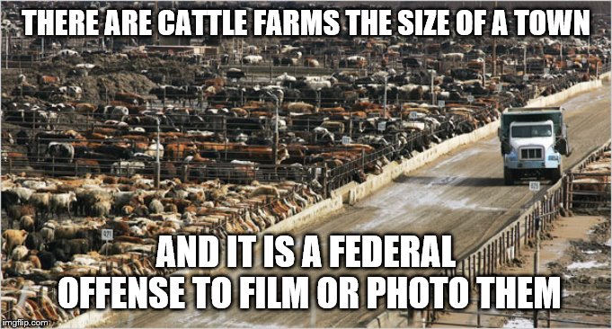 THERE ARE CATTLE FARMS THE SIZE OF A TOWN AND IT IS A FEDERAL OFFENSE TO FILM OR PHOTO THEM | made w/ Imgflip meme maker