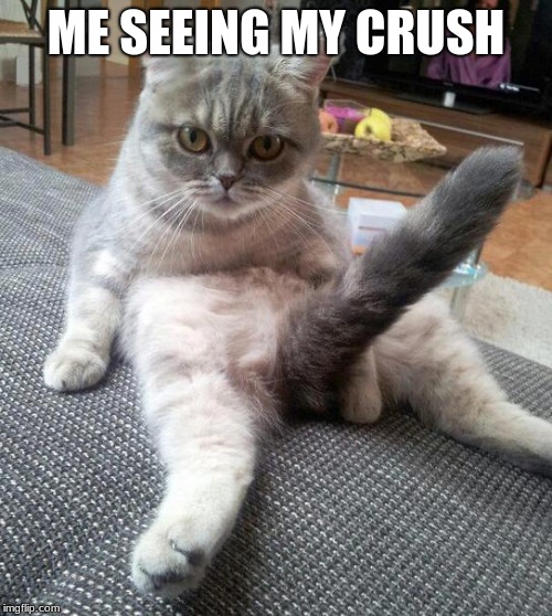 Sexy Cat Meme | ME SEEING MY CRUSH | image tagged in memes,sexy cat | made w/ Imgflip meme maker