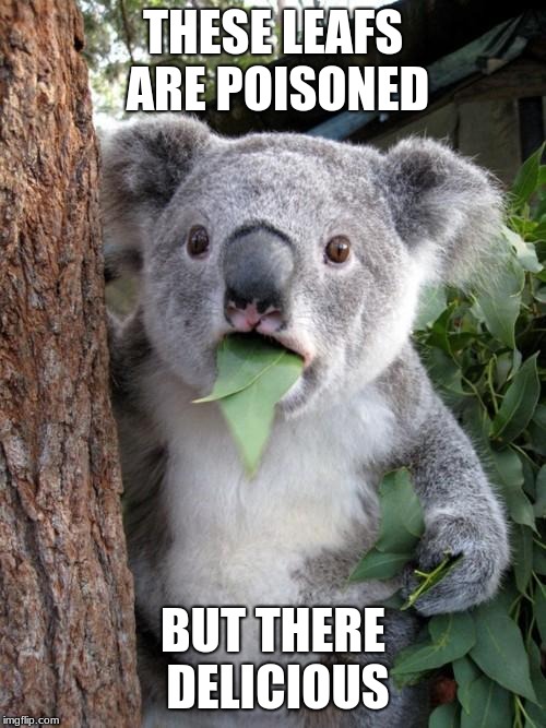 Surprised Koala | THESE LEAFS ARE POISONED; BUT THERE DELICIOUS | image tagged in memes,surprised koala | made w/ Imgflip meme maker