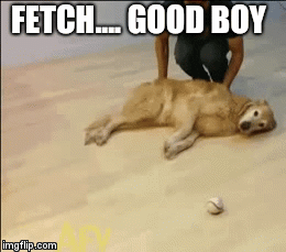 FETCH....
GOOD BOY | image tagged in gifs | made w/ Imgflip video-to-gif maker