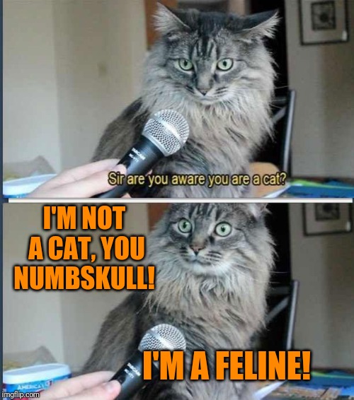 And the interview went down hill from there | I'M NOT A CAT, YOU NUMBSKULL! I'M A FELINE! | image tagged in sir are you aware you are a cat,memes,the interview,cat doesn't like this coffee,star wars where are you taking this,cats | made w/ Imgflip meme maker