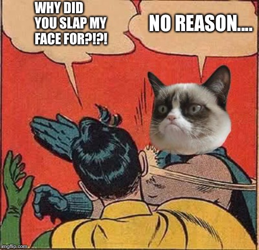 Grumpy Cat Slapping Robin | WHY DID YOU SLAP MY FACE FOR?!?! NO REASON.... | image tagged in grumpy cat slapping robin,no,reason | made w/ Imgflip meme maker