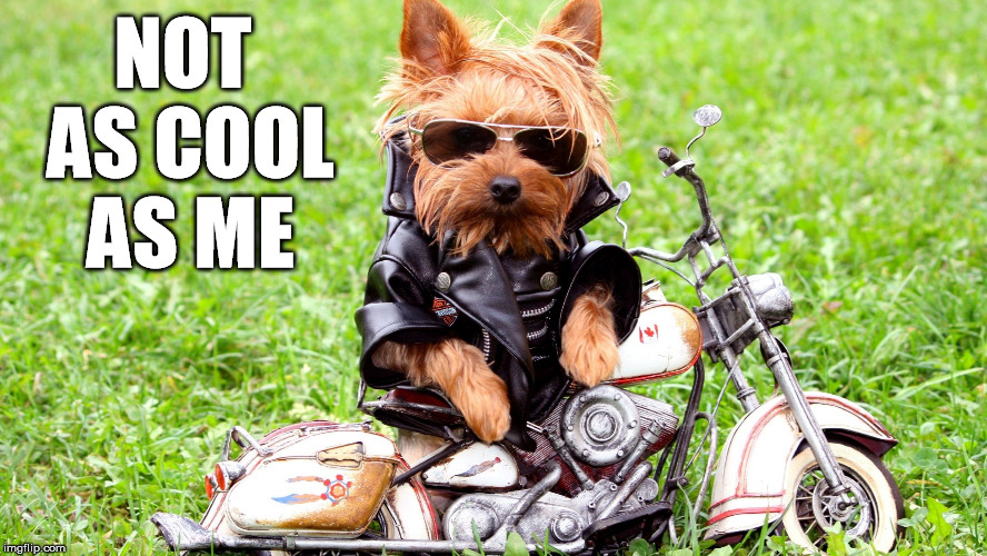 cool dog | NOT AS COOL AS ME | image tagged in cool dog | made w/ Imgflip meme maker