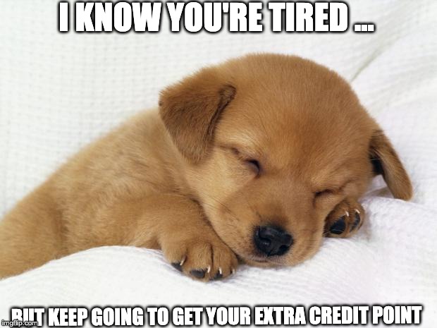 cute doggie | I KNOW YOU'RE TIRED ... BUT KEEP GOING TO GET YOUR EXTRA CREDIT POINT | image tagged in cute doggie | made w/ Imgflip meme maker