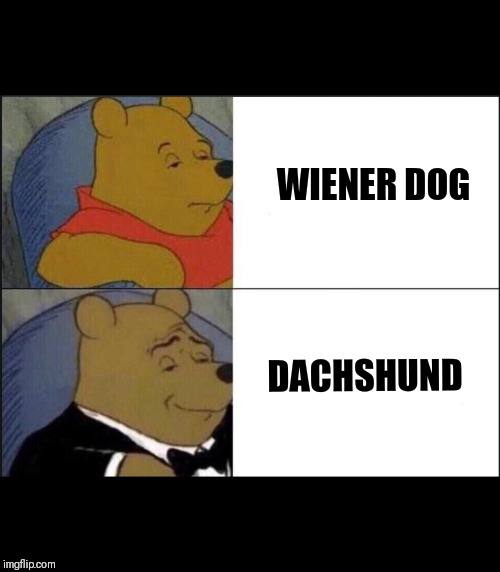 Tuxedo Winnie The Pooh Meme | WIENER DOG; DACHSHUND | image tagged in winnie the pooh template | made w/ Imgflip meme maker