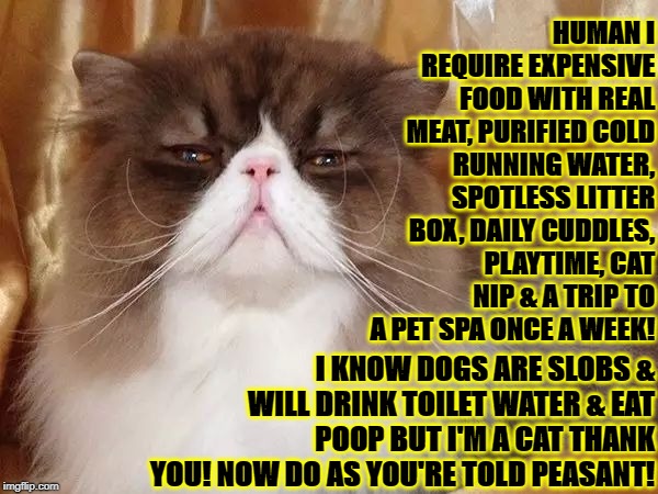 HUMAN I REQUIRE EXPENSIVE FOOD WITH REAL MEAT, PURIFIED COLD RUNNING WATER, SPOTLESS LITTER BOX, DAILY CUDDLES, PLAYTIME, CAT NIP & A TRIP TO A PET SPA ONCE A WEEK! I KNOW DOGS ARE SLOBS & WILL DRINK TOILET WATER & EAT POOP BUT I'M A CAT THANK YOU! NOW DO AS YOU'RE TOLD PEASANT! | image tagged in snobby feline | made w/ Imgflip meme maker