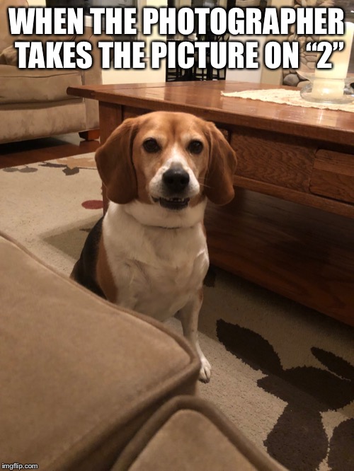 WHEN THE PHOTOGRAPHER TAKES THE PICTURE ON “2” | image tagged in awkward dog smole | made w/ Imgflip meme maker