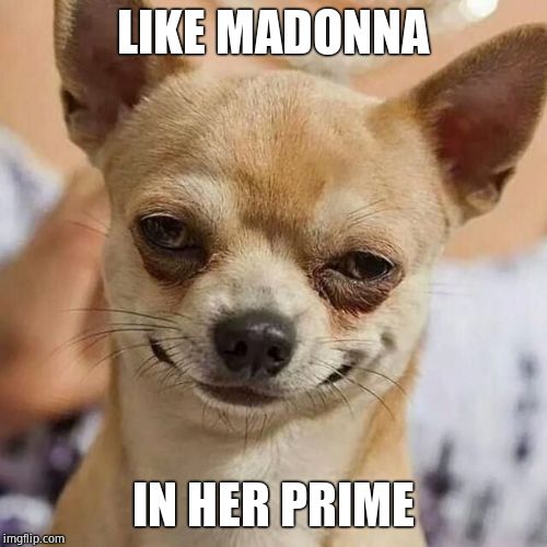 Smirking Dog | LIKE MADONNA IN HER PRIME | image tagged in smirking dog | made w/ Imgflip meme maker