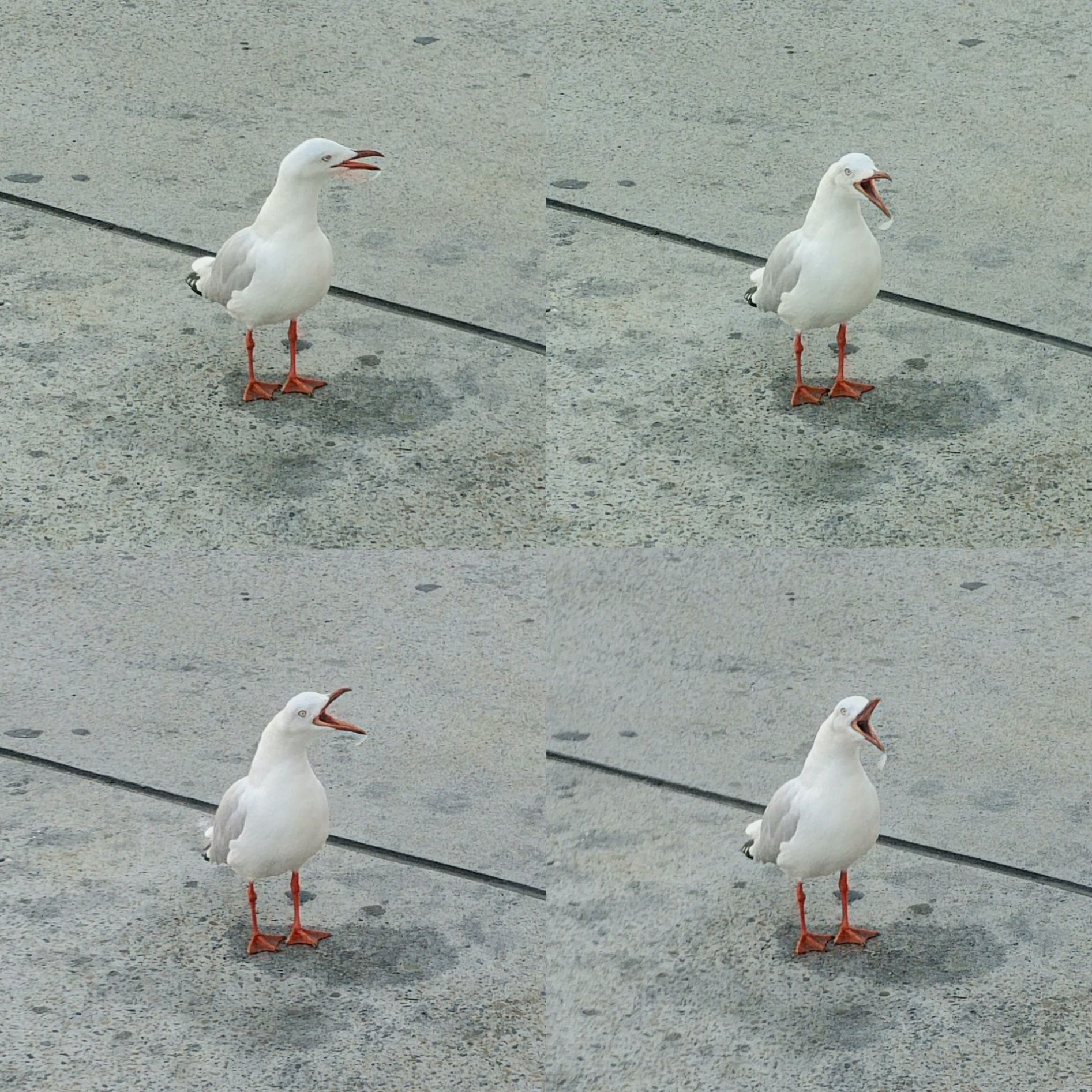 High Quality Repetition Bird Blank Meme Template