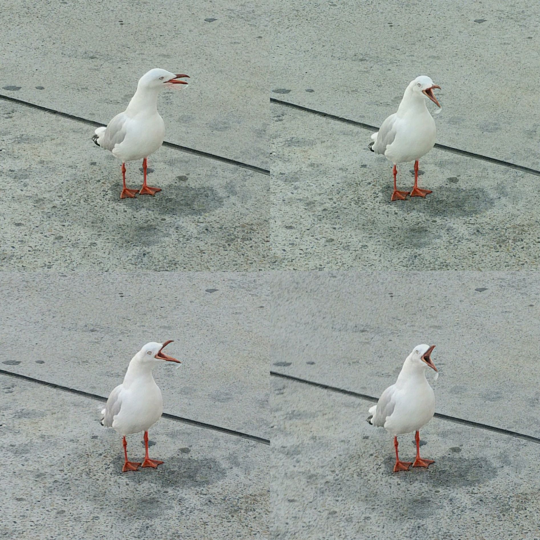 Repetition Bird Blank Meme Template