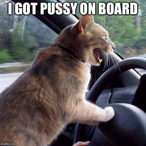 Road Rage Cat | I GOT PUSSY ON BOARD | image tagged in road rage cat | made w/ Imgflip meme maker