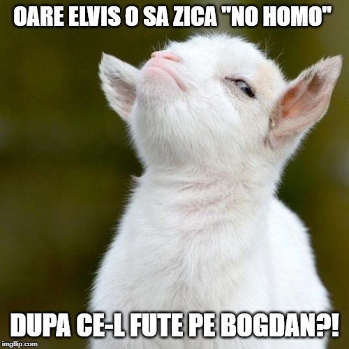 OARE ELVIS O SA ZICA "NO HOMO"; DUPA CE-L FUTE PE BOGDAN?! | image tagged in suspicious lamb | made w/ Imgflip meme maker