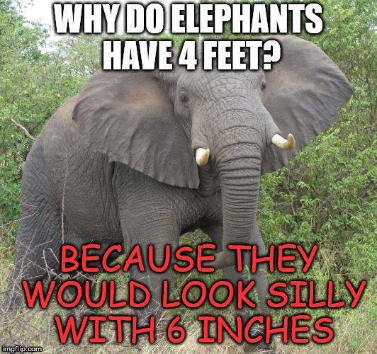 I am an elephant and not a human being. | image tagged in meme,frontpage | made w/ Imgflip meme maker