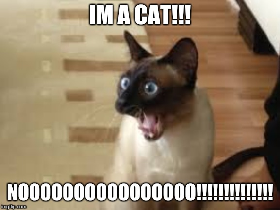 IM A CAT!!! NOOOOOOOOOOOOOOOO!!!!!!!!!!!!!! | made w/ Imgflip meme maker