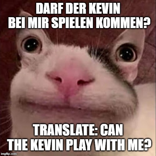 DARF DER KEVIN BEI MIR SPIELEN KOMMEN? TRANSLATE: CAN THE KEVIN PLAY WITH ME? | image tagged in ohrenaugenkatze eareyecat | made w/ Imgflip meme maker