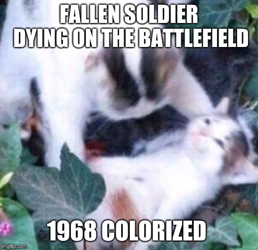 vietnam cats | FALLEN SOLDIER DYING ON THE BATTLEFIELD; 1968 COLORIZED | image tagged in vietnam cats | made w/ Imgflip meme maker