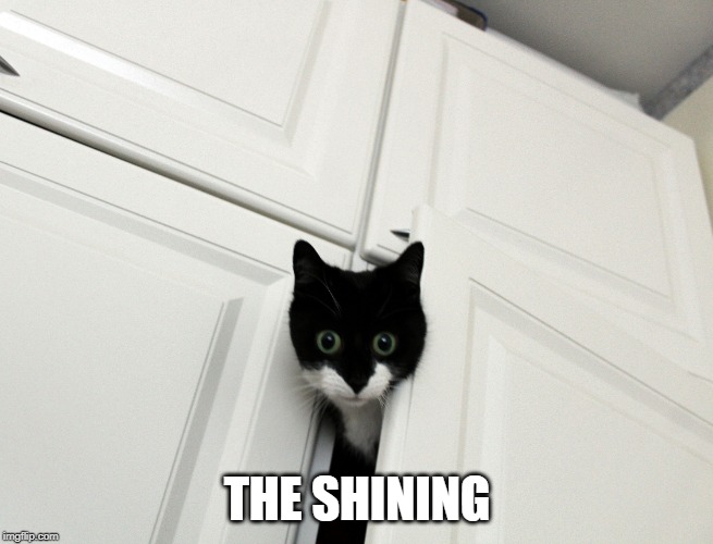Minni is shining | THE SHINING | image tagged in funny memes,cats,cat | made w/ Imgflip meme maker