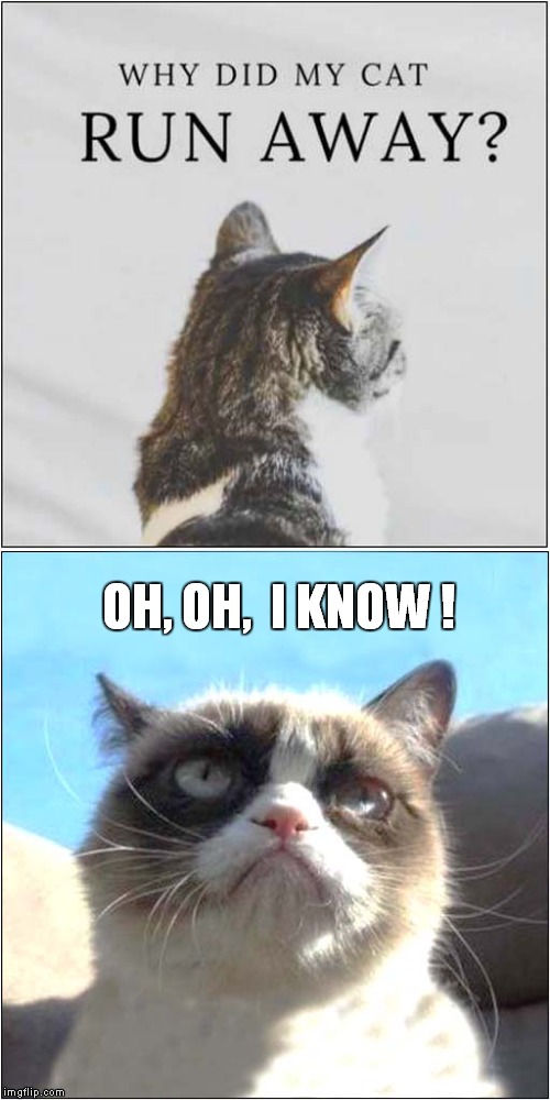 Grumpys Book Review | OH, OH,  I KNOW ! | image tagged in cats,grumpy cat | made w/ Imgflip meme maker
