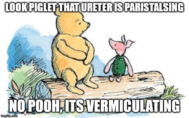 winnie the pooh and piglet | LOOK PIGLET THAT URETER IS PARISTALSING; NO POOH, ITS VERMICULATING | image tagged in winnie the pooh and piglet | made w/ Imgflip meme maker