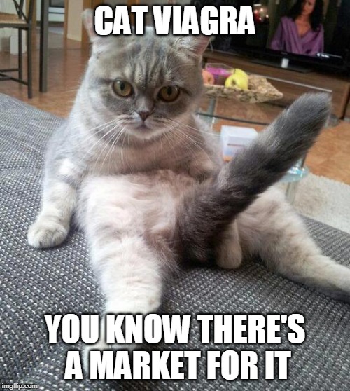 Sexy Cat | CAT VIAGRA; YOU KNOW THERE'S A MARKET FOR IT | image tagged in memes,sexy cat | made w/ Imgflip meme maker