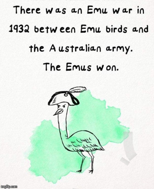 The bird is the word | image tagged in funny emus,the bird is the word | made w/ Imgflip meme maker