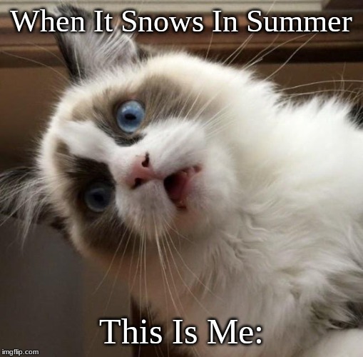 The Original "Perplexed Cat" Meme | When It Snows In Summer; This Is Me: | image tagged in perplexed cat,summer,snow,cat,blue,suprised | made w/ Imgflip meme maker