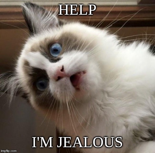 HELP I'M JEALOUS | image tagged in perplexed cat | made w/ Imgflip meme maker