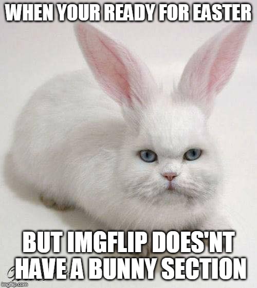 EASTER KITTY | WHEN YOUR READY FOR EASTER; BUT IMGFLIP DOES'NT HAVE A BUNNY SECTION | image tagged in bunnycat,easter,easter bunny,cat,cats | made w/ Imgflip meme maker